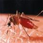 Malaria in Egypte