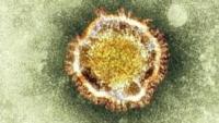 Nieuw coronavirus ontdekt