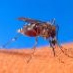 Wijziging Malariaadviezen
